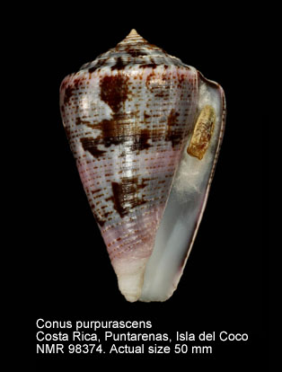 Conus purpurascens (7).jpg - Conus purpurascens G.B.Sowerby,1833